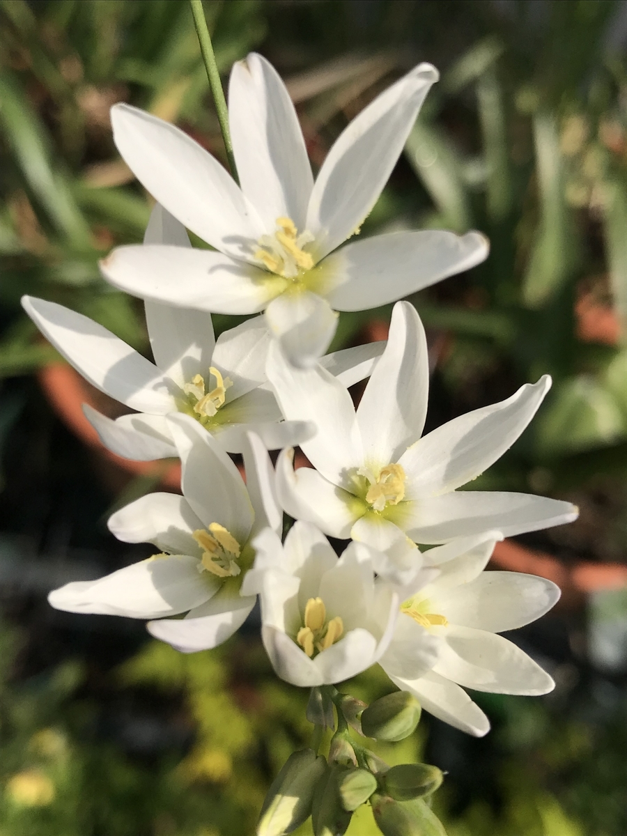 f:id:Kaoriok:20190513223738j:plain f:id:Kaoriok:20190513223738j:plain