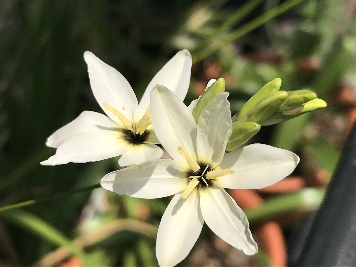 f:id:Kaoriok:20190513223755j:plain f:id:Kaoriok:20190513223755j:plain