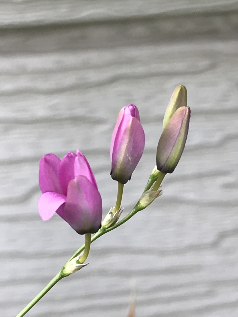 f:id:Kaoriok:20190513223949j:plain f:id:Kaoriok:20190513223949j:plain