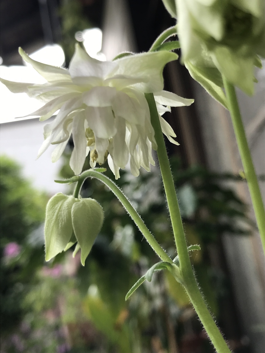 f:id:Kaoriok:20190513224130j:plain f:id:Kaoriok:20190513224130j:plain
