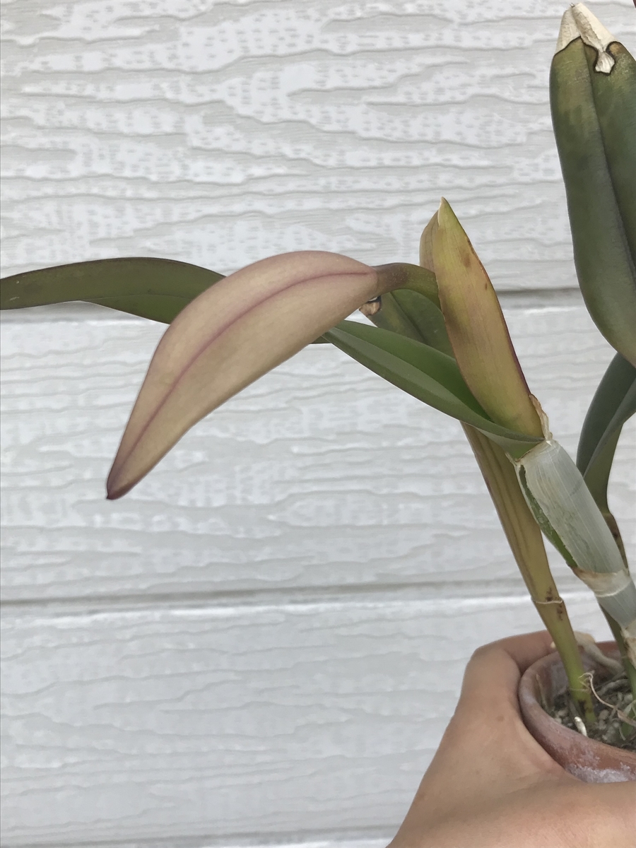 f:id:Kaoriok:20190513230324j:plain f:id:Kaoriok:20190513230324j:plain