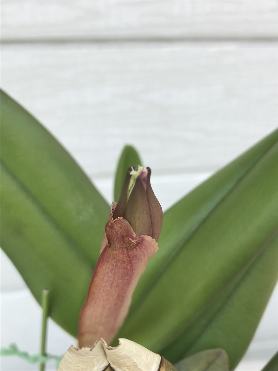 f:id:Kaoriok:20190513230416j:plain f:id:Kaoriok:20190513230416j:plain