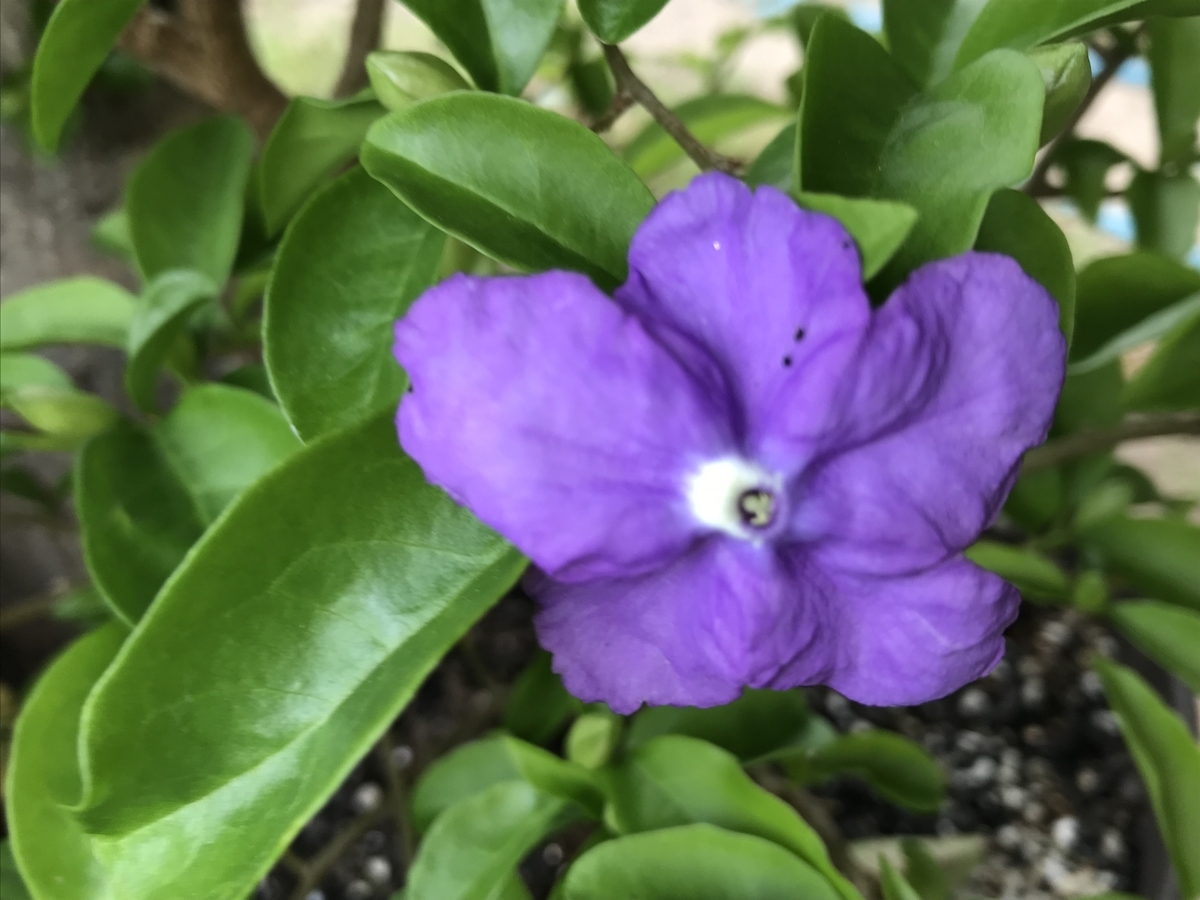 f:id:Kaoriok:20190513231319j:plain f:id:Kaoriok:20190513231319j:plain