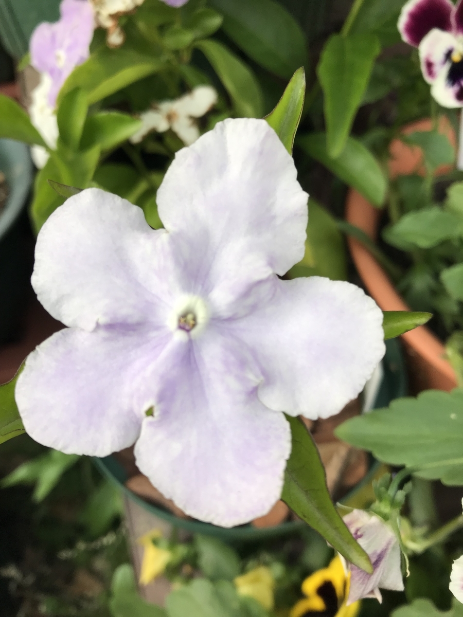 f:id:Kaoriok:20190513231414j:plain f:id:Kaoriok:20190513231414j:plain