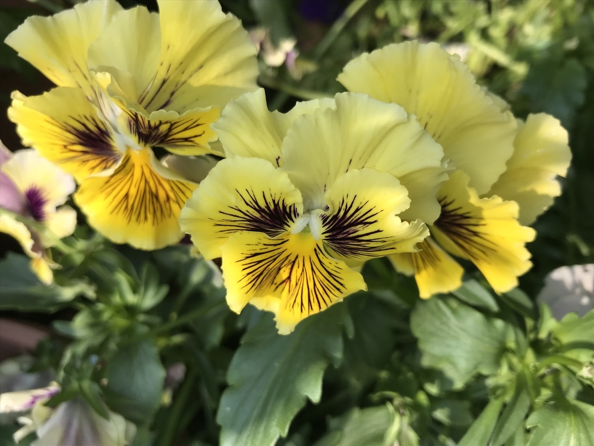 f:id:Kaoriok:20190513232404j:plain f:id:Kaoriok:20190513232404j:plain