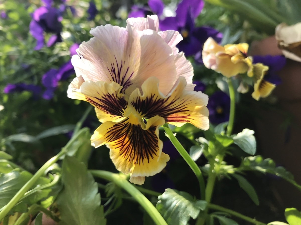 f:id:Kaoriok:20190513232418j:plain f:id:Kaoriok:20190513232418j:plain