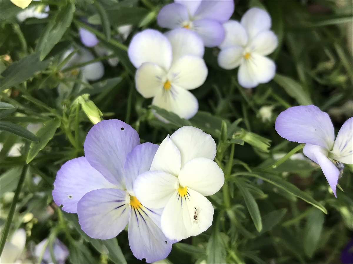 f:id:Kaoriok:20190513232428j:plain f:id:Kaoriok:20190513232428j:plain