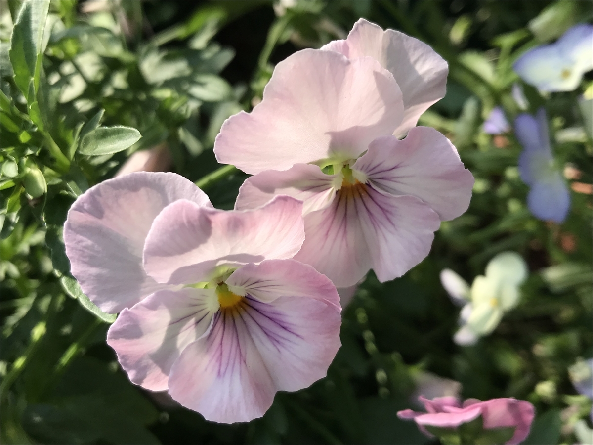 f:id:Kaoriok:20190513232439j:plain f:id:Kaoriok:20190513232439j:plain