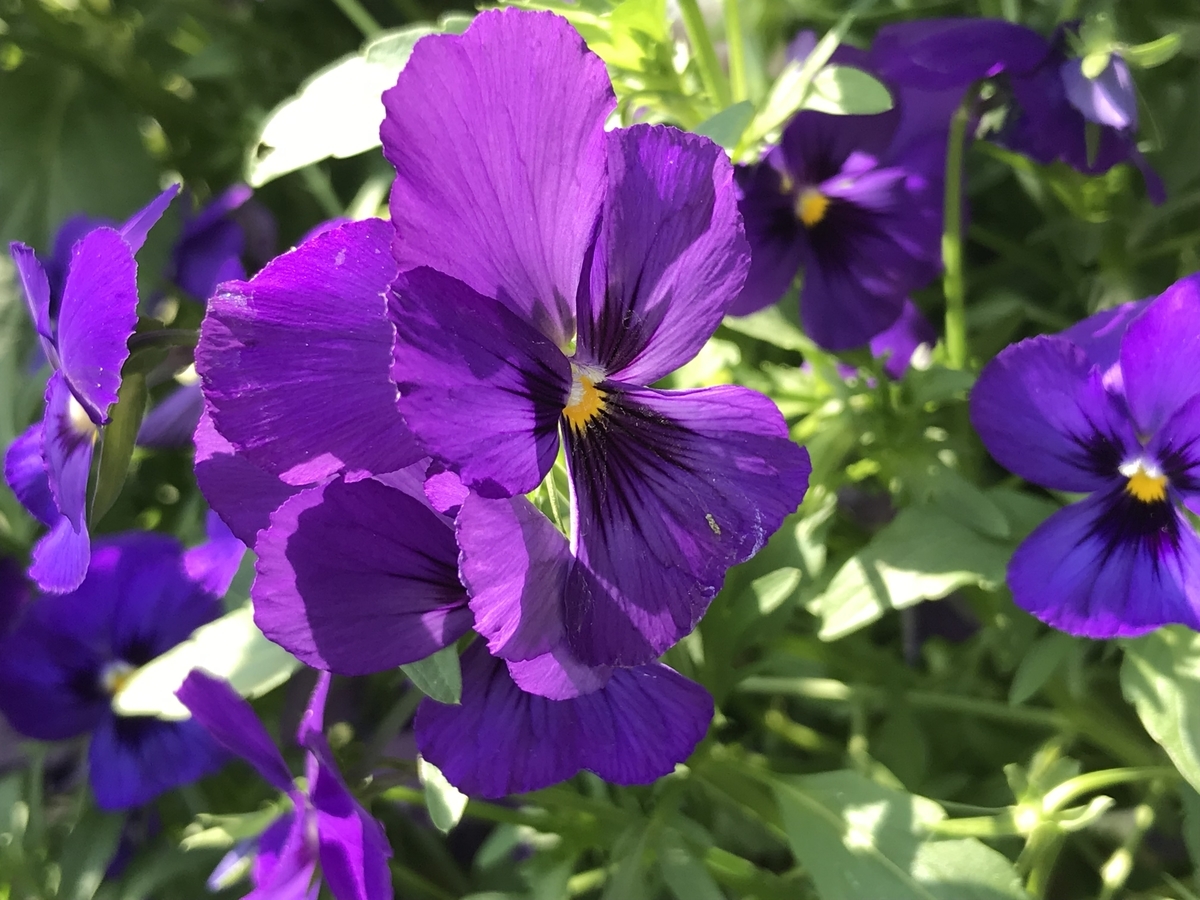 f:id:Kaoriok:20190513232502j:plain f:id:Kaoriok:20190513232502j:plain
