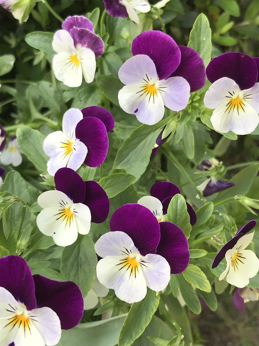 f:id:Kaoriok:20190513232518j:plain f:id:Kaoriok:20190513232518j:plain