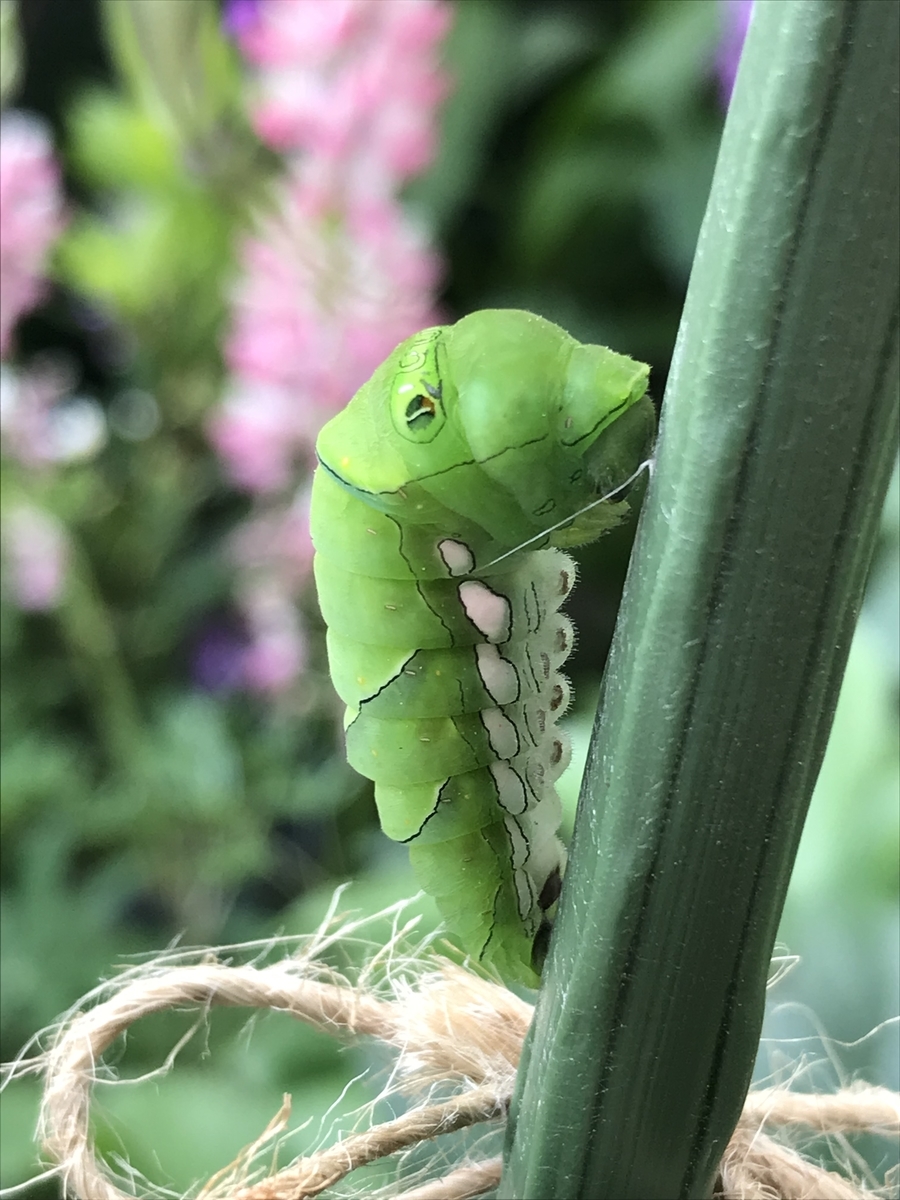 f:id:Kaoriok:20190513233257j:plain f:id:Kaoriok:20190513233257j:plain