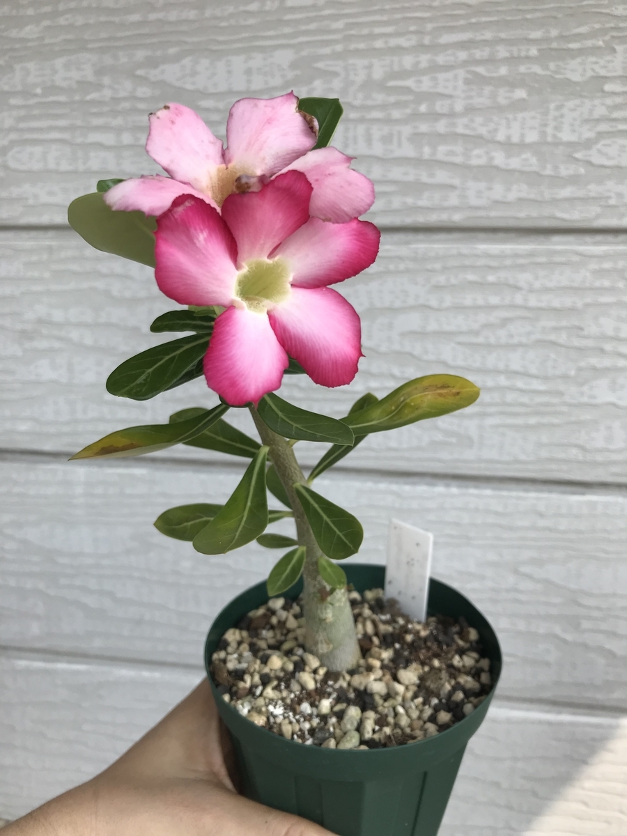 f:id:Kaoriok:20190815153712j:plain f:id:Kaoriok:20190815153712j:plain