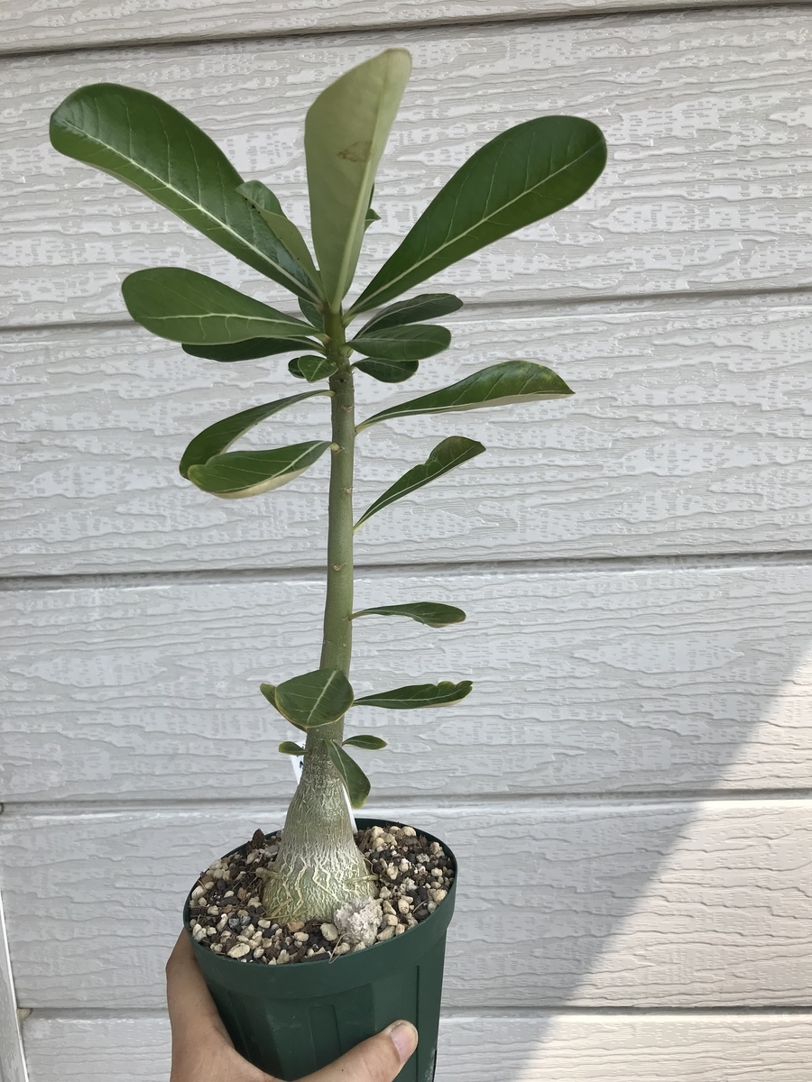 f:id:Kaoriok:20190815160055j:plain f:id:Kaoriok:20190815160055j:plain