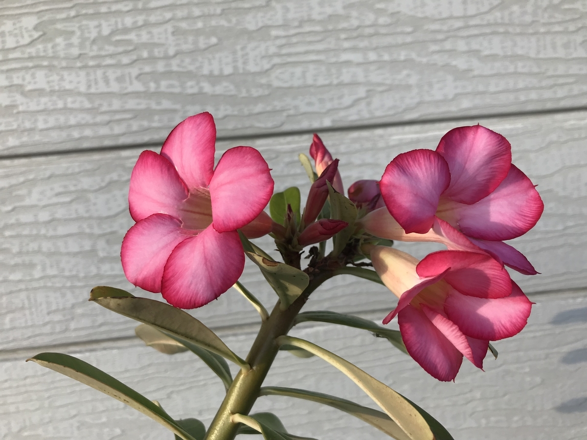 f:id:Kaoriok:20191223201558j:plain