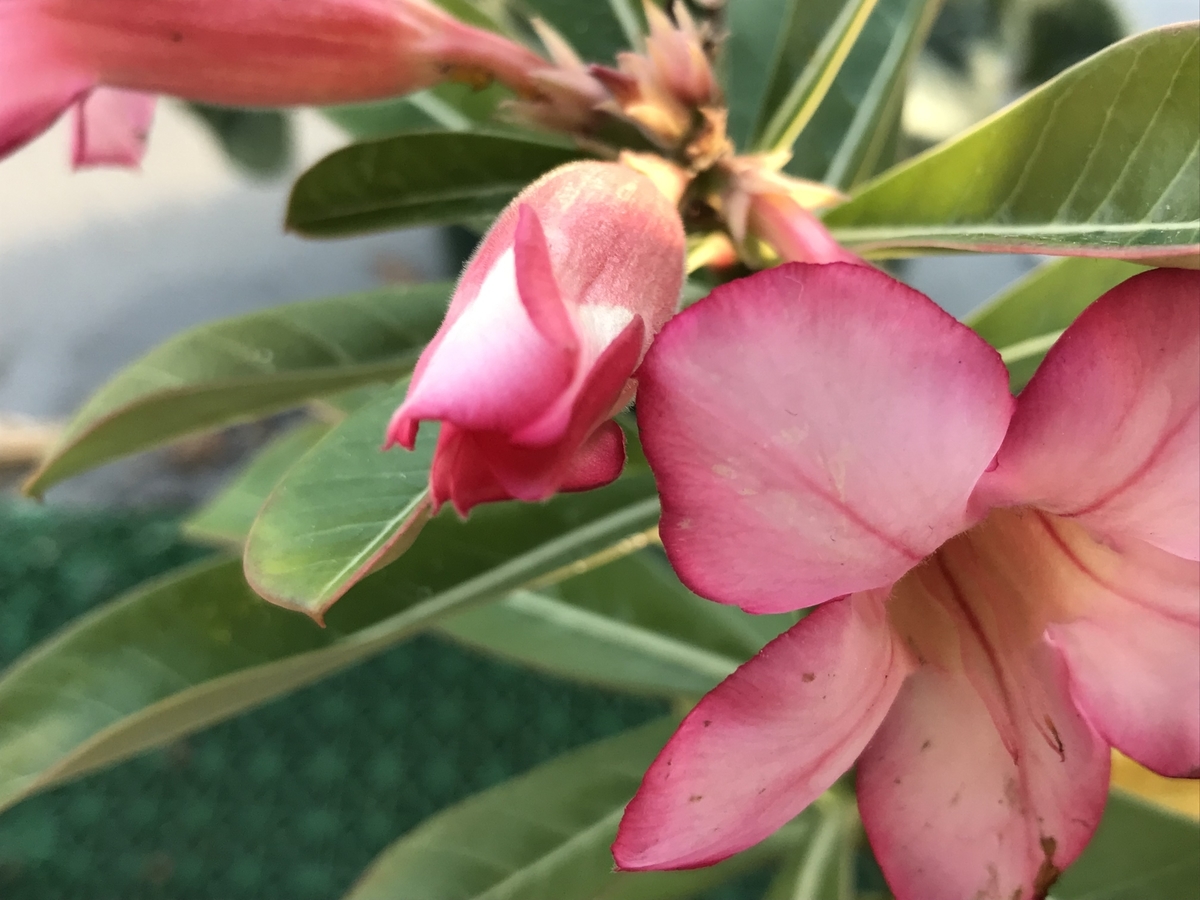 f:id:Kaoriok:20191223201640j:plain