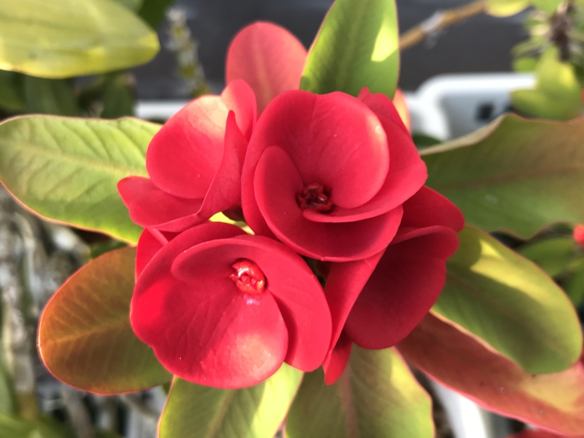 f:id:Kaoriok:20191223201802j:plain