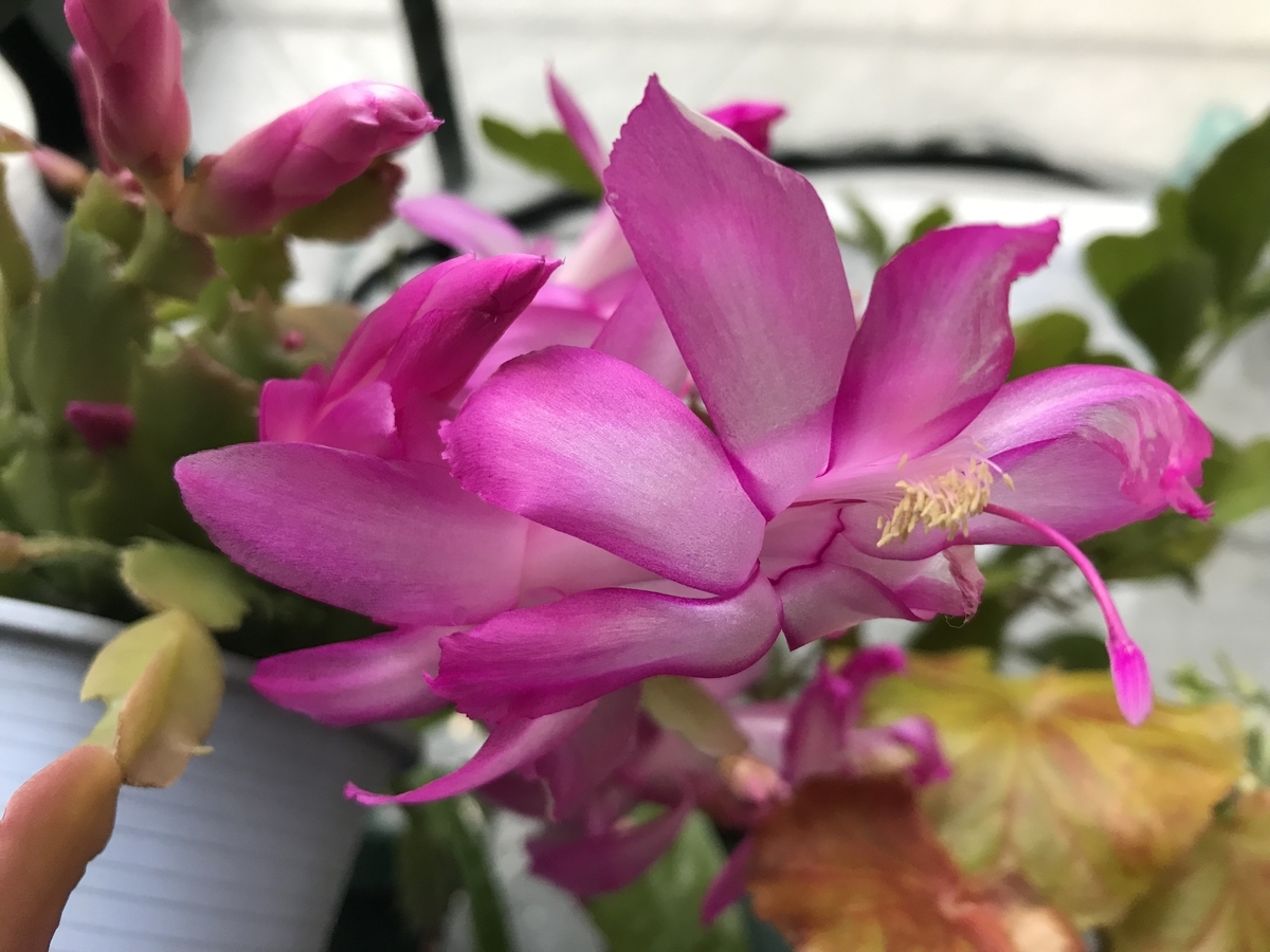 f:id:Kaoriok:20191223203035j:plain