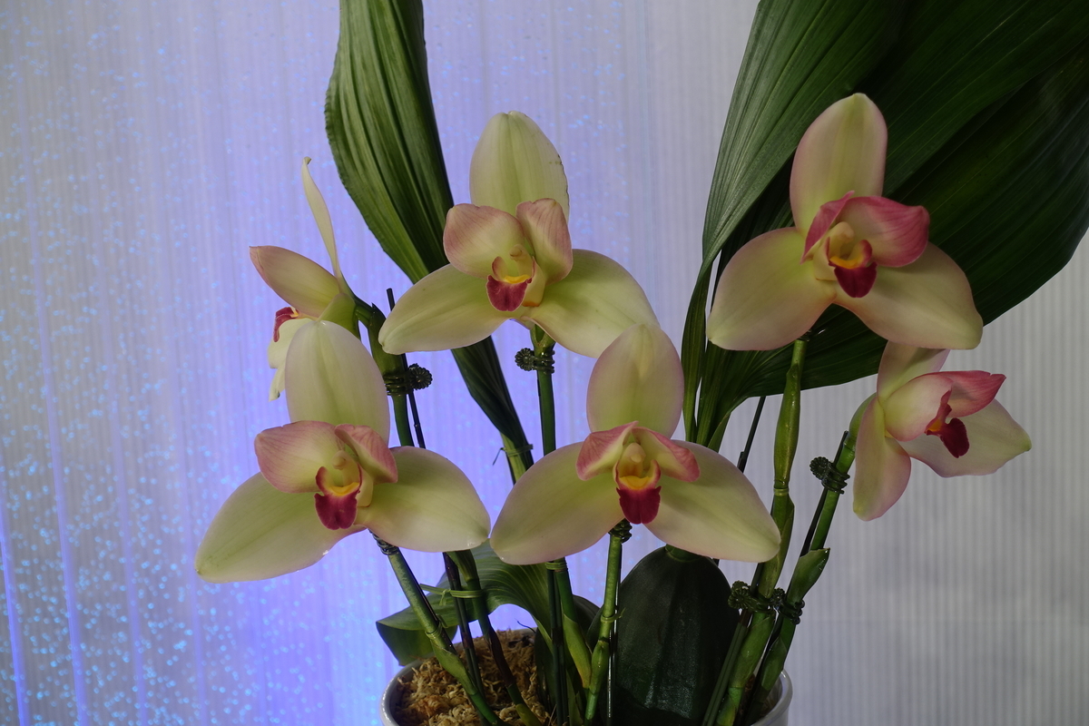 f:id:Kaoriok:20200221134830j:plain f:id:Kaoriok:20200221134830j:plain