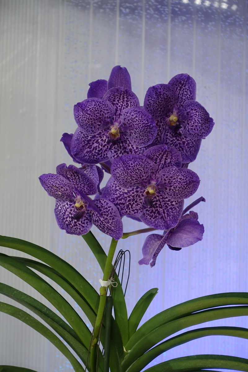f:id:Kaoriok:20200221134859j:plain f:id:Kaoriok:20200221134859j:plain