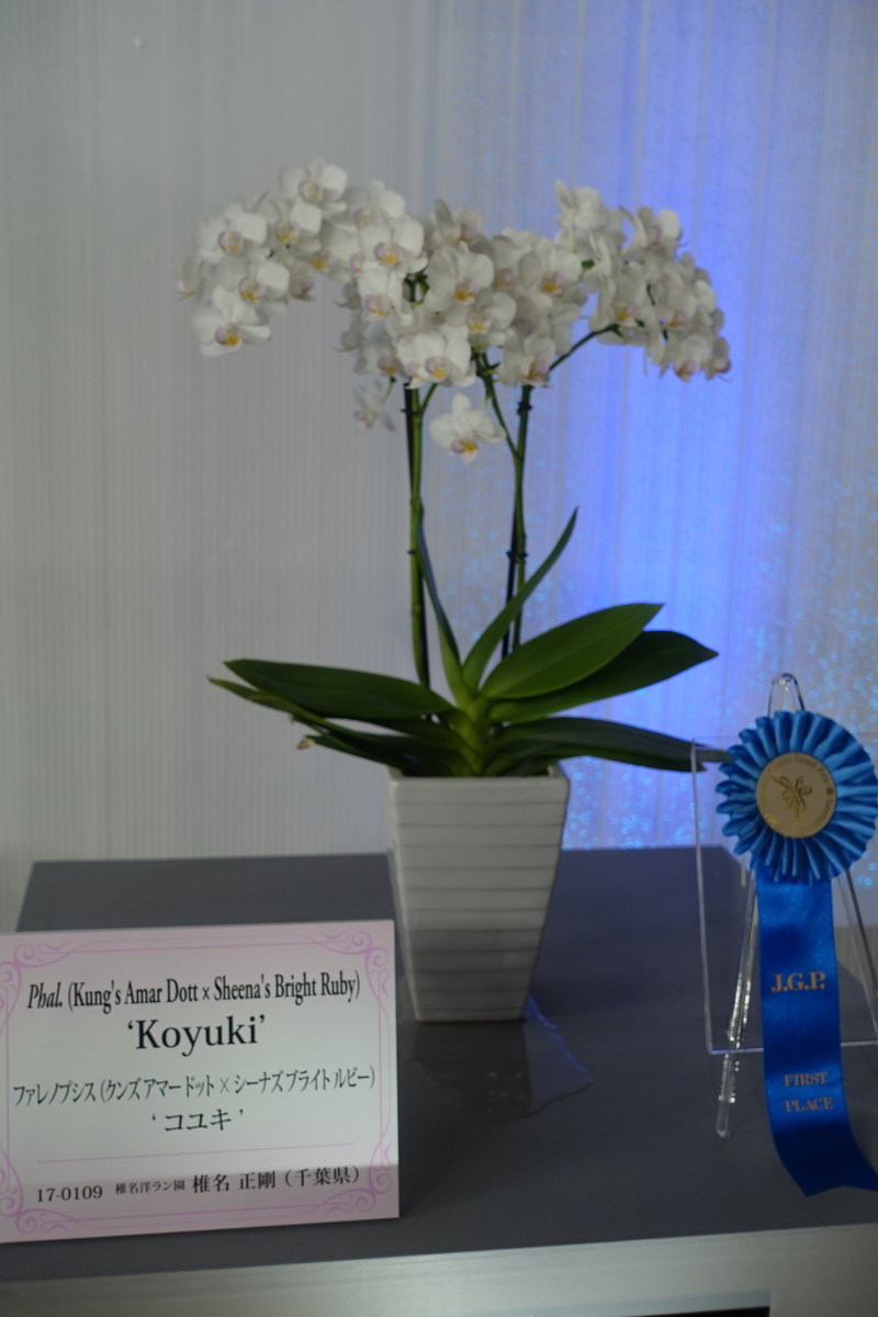 f:id:Kaoriok:20200221135306j:plain f:id:Kaoriok:20200221135306j:plain