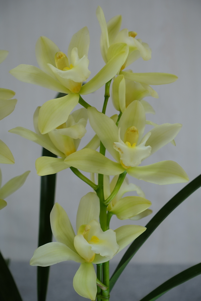 f:id:Kaoriok:20200221140352j:plain f:id:Kaoriok:20200221140352j:plain