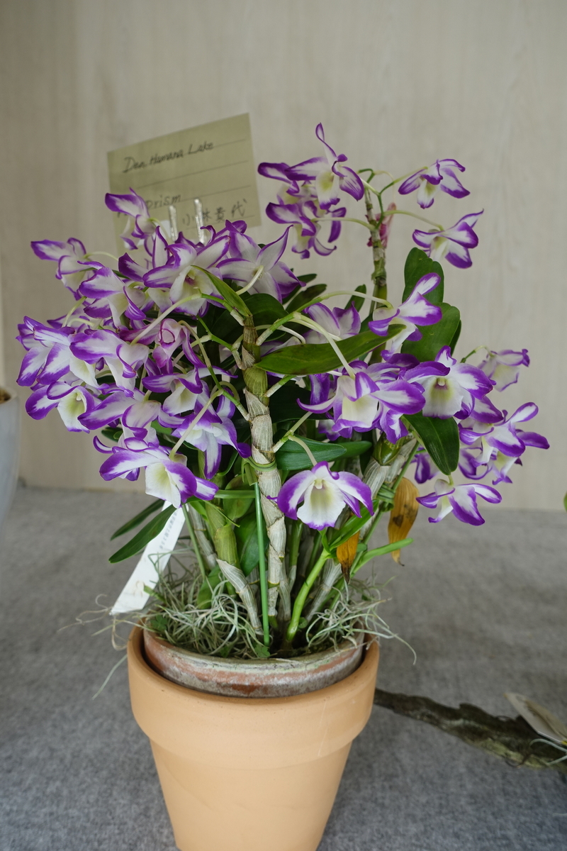 f:id:Kaoriok:20200221140648j:plain f:id:Kaoriok:20200221140648j:plain