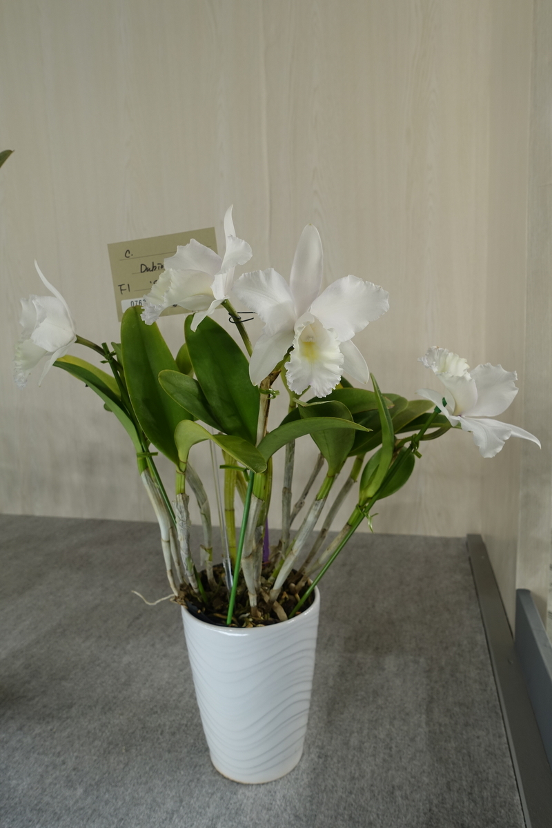 f:id:Kaoriok:20200221140711j:plain f:id:Kaoriok:20200221140711j:plain