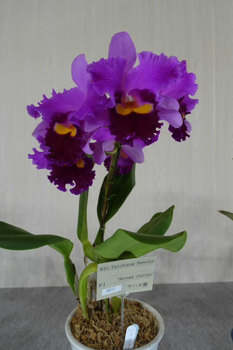 f:id:Kaoriok:20200221140733j:plain f:id:Kaoriok:20200221140733j:plain