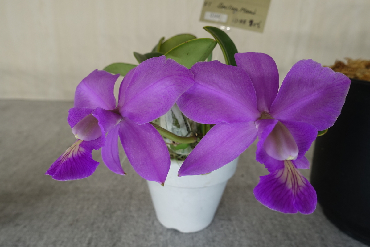 f:id:Kaoriok:20200221140808j:plain f:id:Kaoriok:20200221140808j:plain