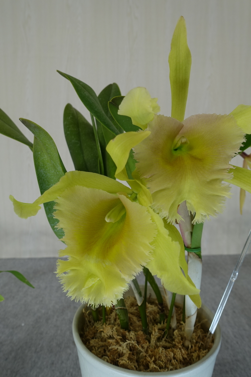 f:id:Kaoriok:20200221140822j:plain f:id:Kaoriok:20200221140822j:plain