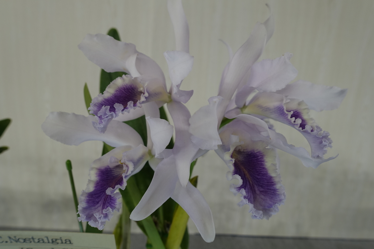 f:id:Kaoriok:20200221140925j:plain f:id:Kaoriok:20200221140925j:plain
