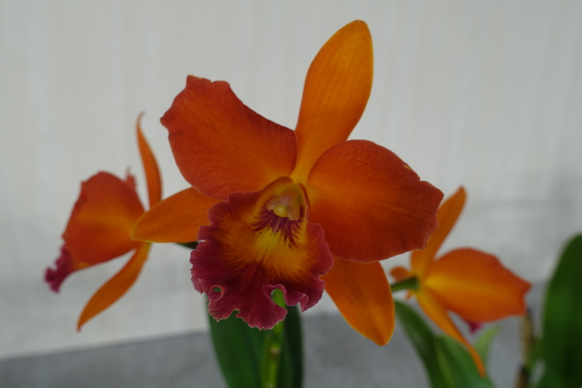 f:id:Kaoriok:20200221140936j:plain f:id:Kaoriok:20200221140936j:plain