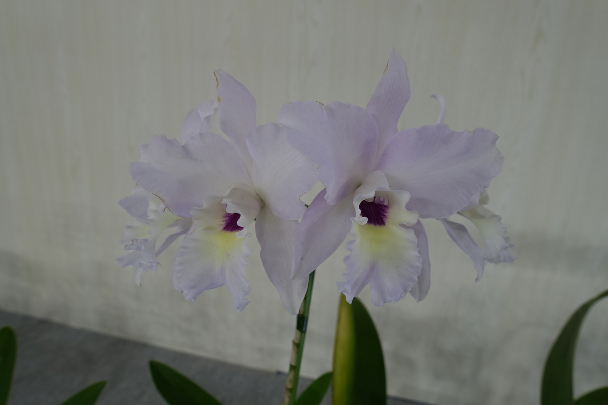 f:id:Kaoriok:20200221141010j:plain f:id:Kaoriok:20200221141010j:plain