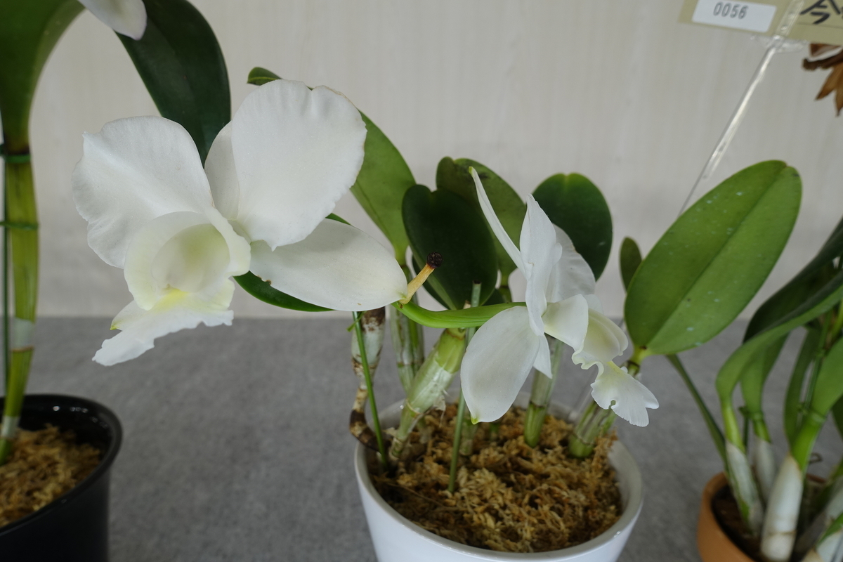 f:id:Kaoriok:20200221141053j:plain f:id:Kaoriok:20200221141053j:plain