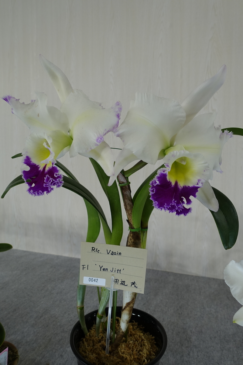 f:id:Kaoriok:20200221141104j:plain f:id:Kaoriok:20200221141104j:plain