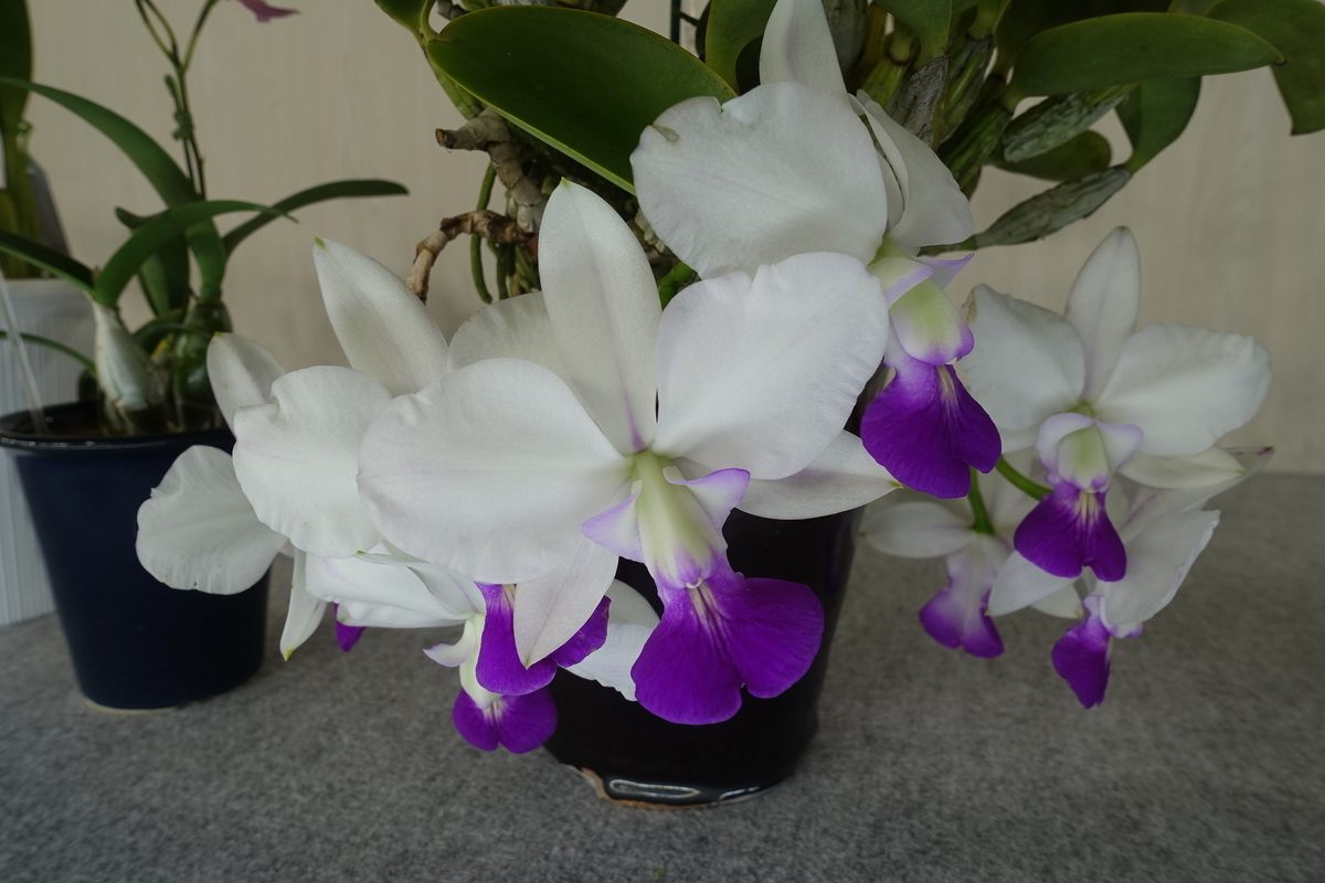 f:id:Kaoriok:20200221141212j:plain f:id:Kaoriok:20200221141212j:plain