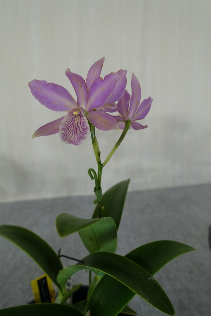 f:id:Kaoriok:20200221141228j:plain f:id:Kaoriok:20200221141228j:plain