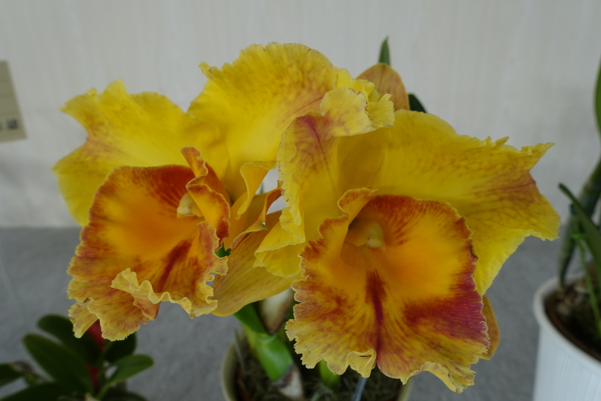 f:id:Kaoriok:20200221141240j:plain f:id:Kaoriok:20200221141240j:plain