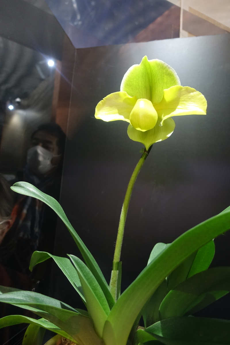 f:id:Kaoriok:20200221153620j:plain f:id:Kaoriok:20200221153620j:plain