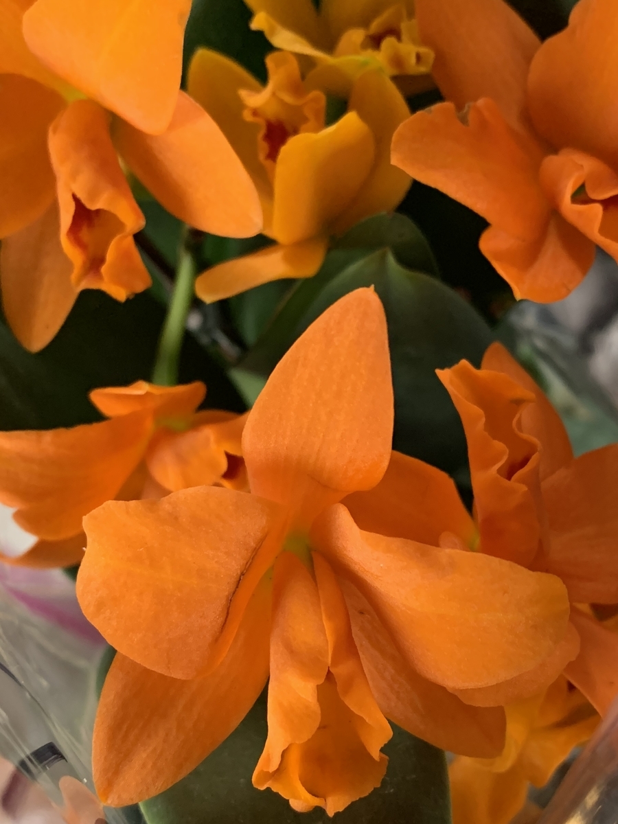 f:id:Kaoriok:20200222110038j:plain f:id:Kaoriok:20200222110038j:plain