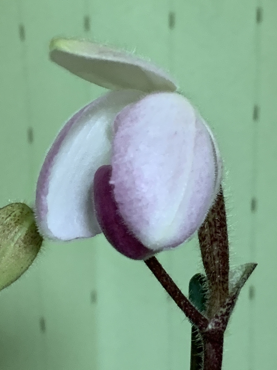 f:id:Kaoriok:20200323215655j:plain f:id:Kaoriok:20200323215655j:plain