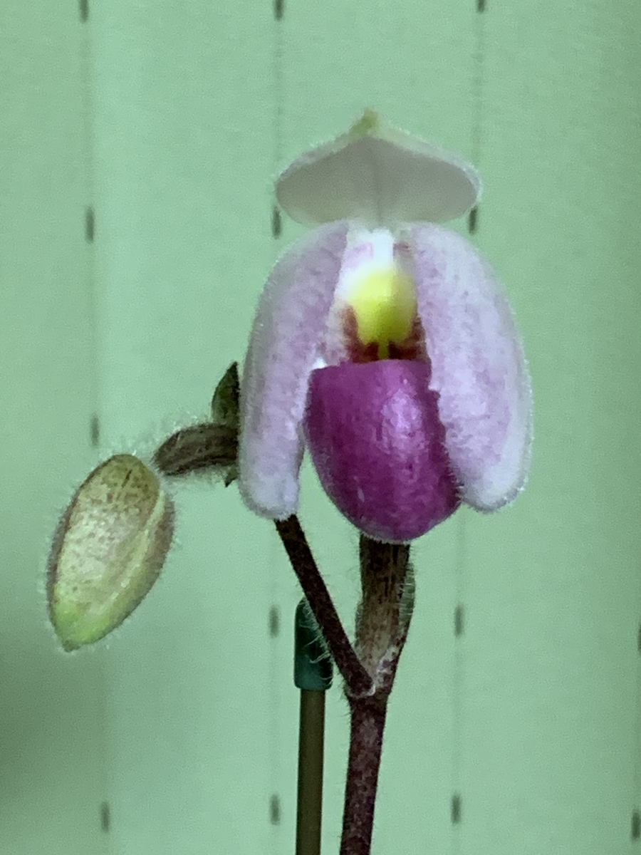 f:id:Kaoriok:20200323215732j:plain f:id:Kaoriok:20200323215732j:plain