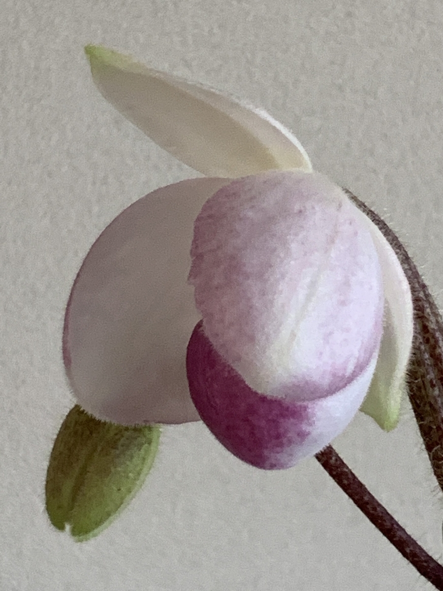 f:id:Kaoriok:20200323215859j:plain f:id:Kaoriok:20200323215859j:plain