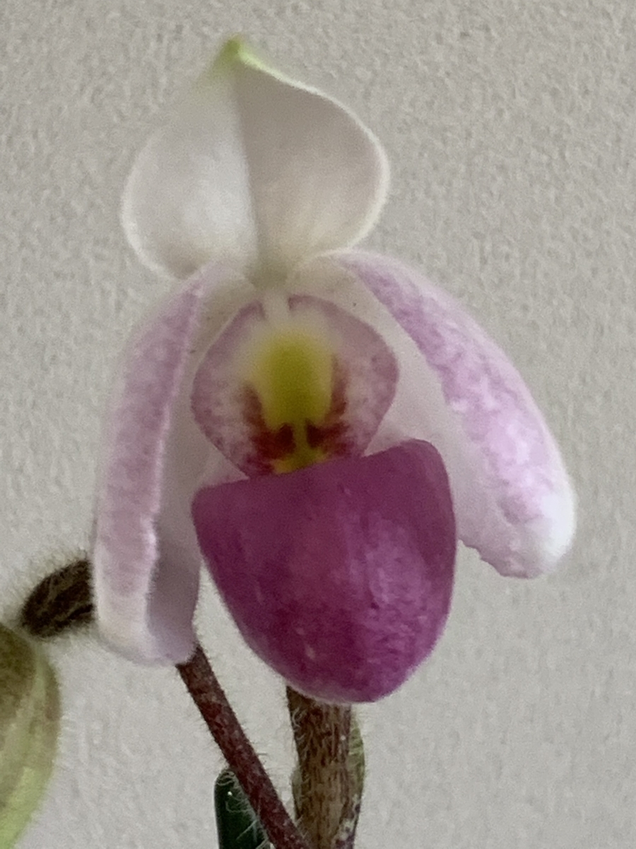 f:id:Kaoriok:20200323215905j:plain f:id:Kaoriok:20200323215905j:plain