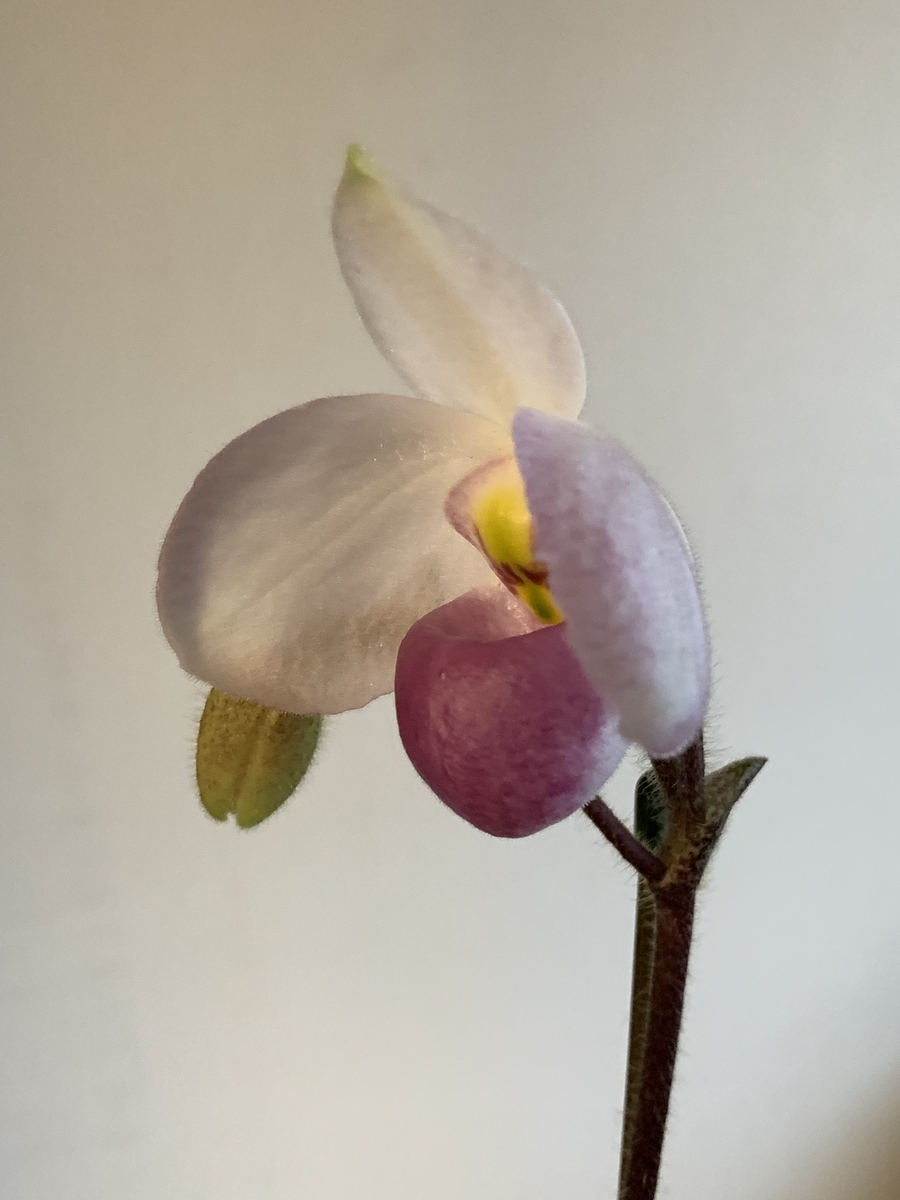 f:id:Kaoriok:20200323220454j:plain f:id:Kaoriok:20200323220454j:plain