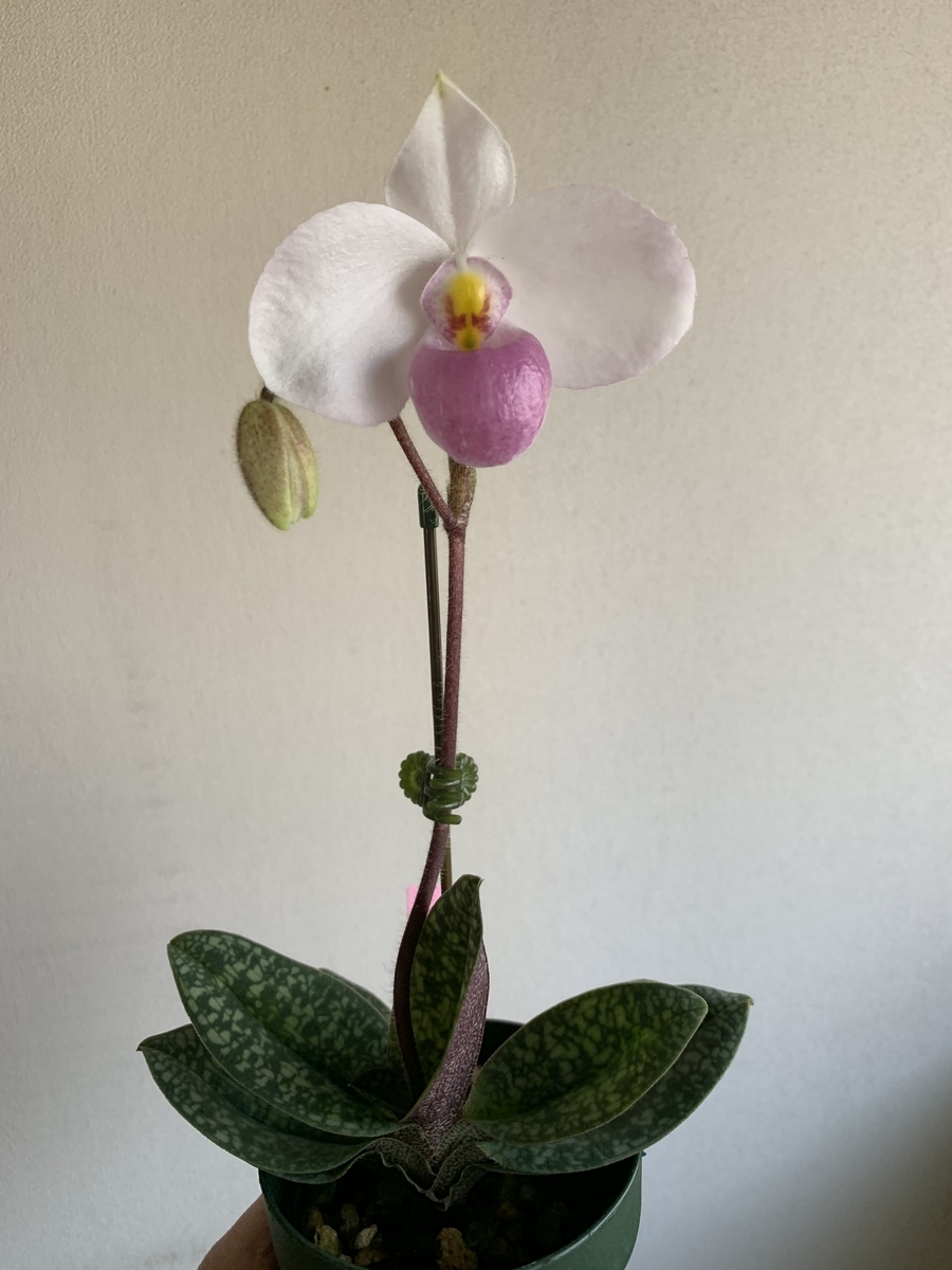 f:id:Kaoriok:20200323222437j:plain f:id:Kaoriok:20200323222437j:plain