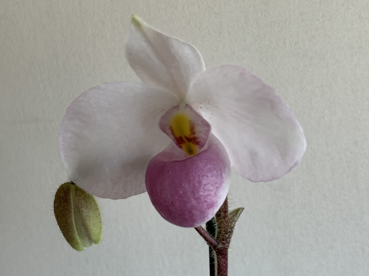 f:id:Kaoriok:20200323222439j:plain f:id:Kaoriok:20200323222439j:plain