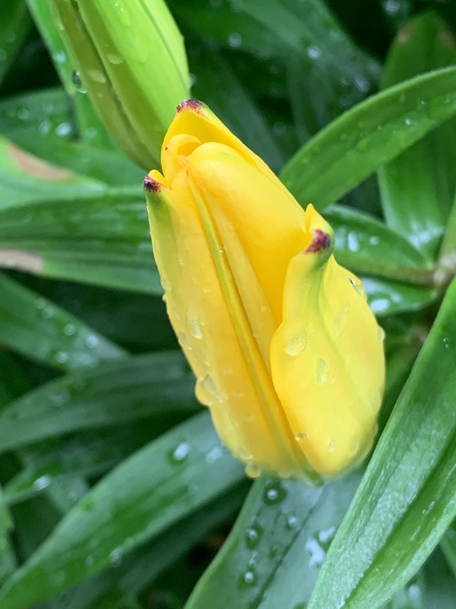 f:id:Kaoriok:20210521170730j:plain