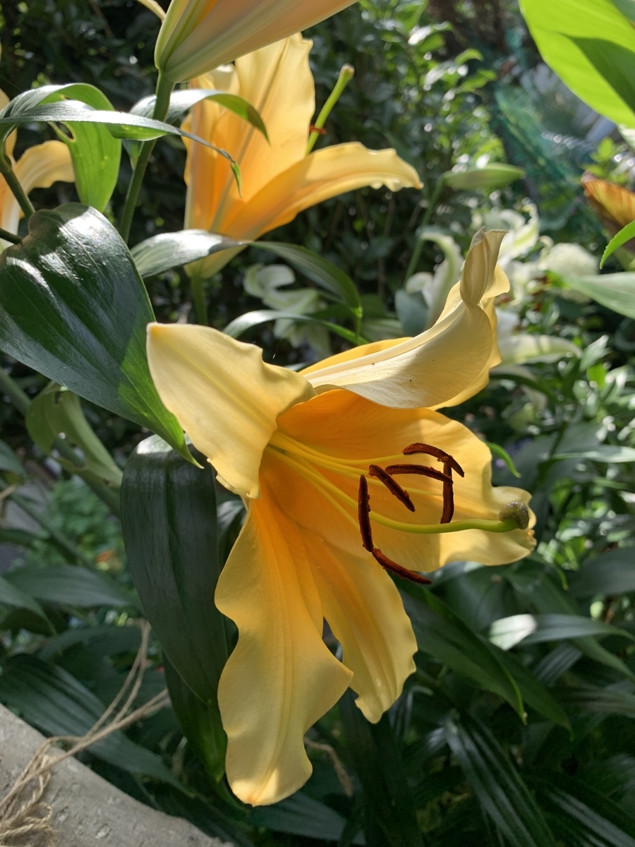 f:id:Kaoriok:20210628223112j:plain