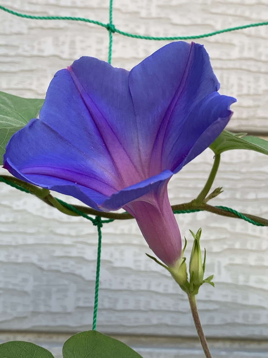 f:id:Kaoriok:20210724182906j:plain